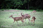 Deer on Java