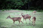 Java Rusa Deer (Rusa timorensis russa) [java_0604]