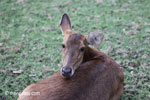 Java Rusa (Rusa timorensis russa) [java_0606]