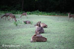 Java Rusa Deer (Rusa timorensis russa) [java_0610]