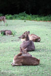 Javan Rusa (Rusa timorensis russa) [java_0611]