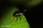 Red and black beetle