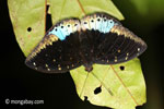 Biru dan hitam kupu