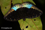 Blue and black butterfly [java_0627]