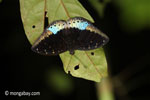 Blue and black butterfly [java_0630]