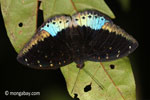 Blue and black butterfly [java_0631]