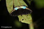 Blue and black butterfly [java_0633]