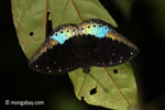 Blue and black butterfly [java_0634]