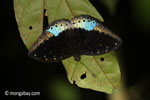 Blue and black butterfly [java_0636]