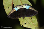 Blue and black butterfly [java_0637]