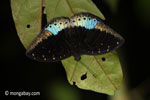 Blue and black butterfly [java_0638]