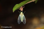 Cicada emerging from from its larval stage [java_0659]