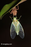 Cicada emerging from from its larval stage [java_0660]