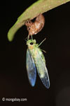 Cicada emerging from from its larval stage [java_0661]