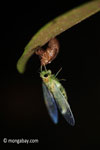 Cicada emerging from from its larval stage [java_0662]