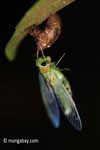 Cicada emerging from from its larval stage [java_0663]