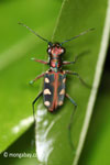 Tiger beetle [java_0664]