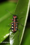 Tiger beetle [java_0666]