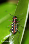 Tiger beetle [java_0668]