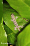 Gecko [java_0670]