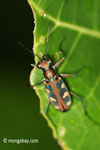 Tiger beetle [java_0673]