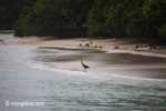 Black-headed Heron (Ardea melanocephala) on a tropical beach