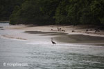 Heron on a tropical beach [java_0682]