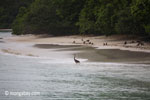 Heron on a tropical beach