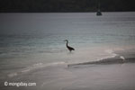 Dusky Heron (Ardea melanocephala)