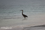 Ardea melanocephala heron [java_0690]