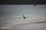 Heron on a tropical beach [java_0691]