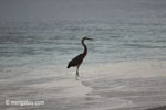 Heron on a tropical beach [java_0693]