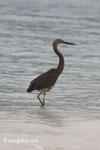 Heron on a tropical beach [java_0695]