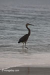 Heron on a tropical beach [java_0696]