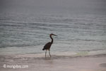 Dusky heron on a tropical beach