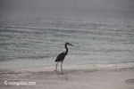 Heron on a tropical beach [java_0698]