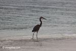 Heron on a tropical beach [java_0699]