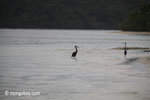 Herons on a tropical beach [java_0707]