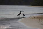 Herons on a tropical beach