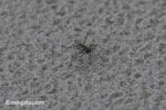 Tiger beetle [java_0710]