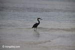 Heron on a tropical beach [java_0713]