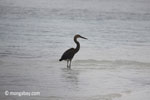 Heron on a tropical beach [java_0714]