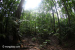 Rainforest in Java [java_0722]