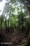 Rain forest in Java