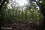 Rainforest in Java