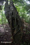 Strangler fig beginning to take hold on a tree