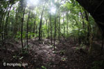 Forest in Java