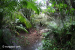 Rainforest stream in Java's Ujung Kulon National Park