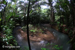 Lowland rainforest stream in Java's Ujung Kulon National Park