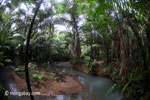 Rainforest creek in Java's Ujung Kulon National Park